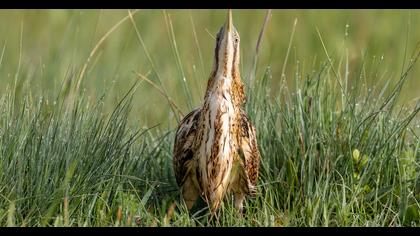 Eurasian Bittern