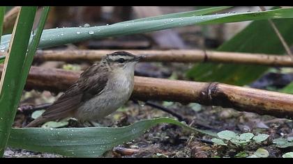 Kındıra kamışçını