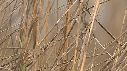 Kındıra kamışçını