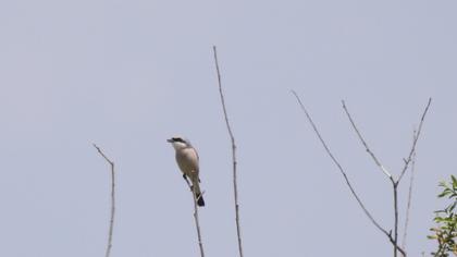Kızılsırtlı örümcekkuşu