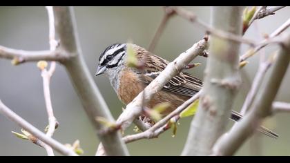 Rock Bunting