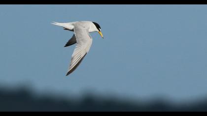 Little Tern