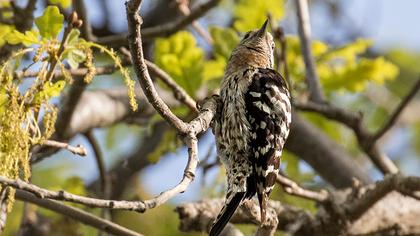 Küçük ağaçkakan