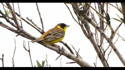 Karabaşlı kirazkuşu