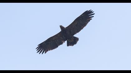 Küçük orman kartalı