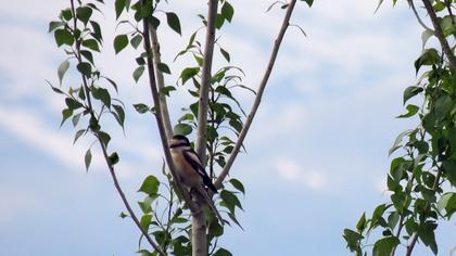 Maskeli örümcekkuşu