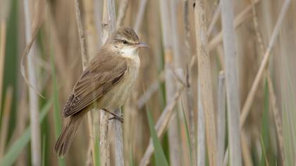 Büyük kamışçın