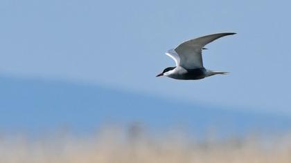 Whiskered Tern