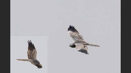 Montagu`s Harrier