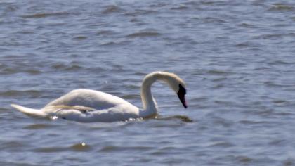 Mute Swan