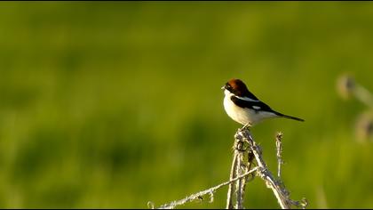 Kızılbaşlı örümcekkuşu