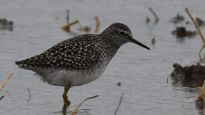 Orman düdükçünü