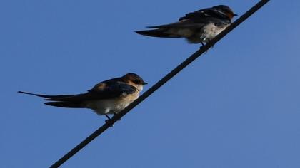 Kızıl kırlangıç