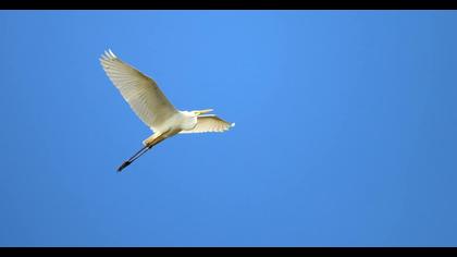 Büyük ak balıkçıl