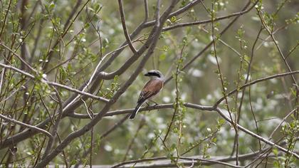 Kızılsırtlı örümcekkuşu