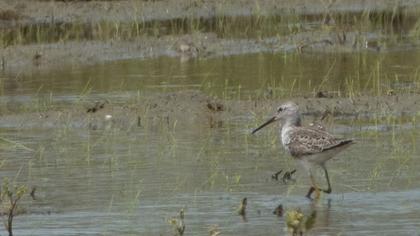 Bataklık düdükçünü