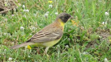 Karabaşlı kirazkuşu