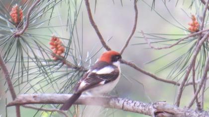 Kızılbaşlı örümcekkuşu