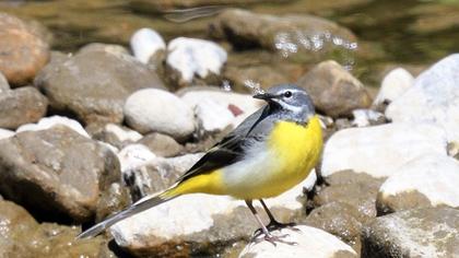 Grey Wagtail