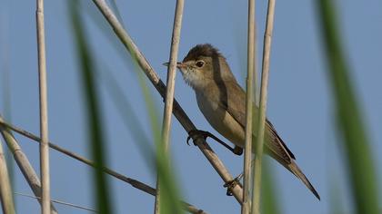 Eurasian Reed Warbler