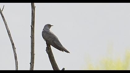 Common Cuckoo