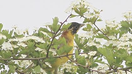 Karabaşlı kirazkuşu