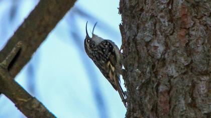 Bahçe tırmaşıkkuşu