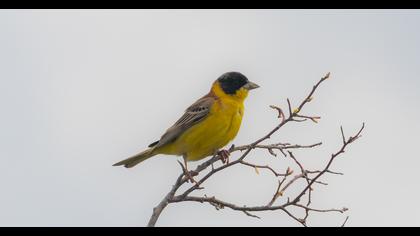 Karabaşlı kirazkuşu