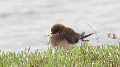 Bataklıkkırlangıcı
