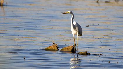 Büyük ak balıkçıl