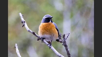 White-throated Robin