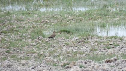 Bataklıkkırlangıcı