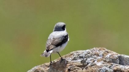 Karakulaklı kuyrukkakan