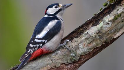 Orman alaca ağaçkakanı