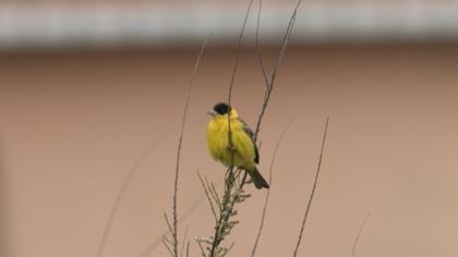 Karabaşlı kirazkuşu