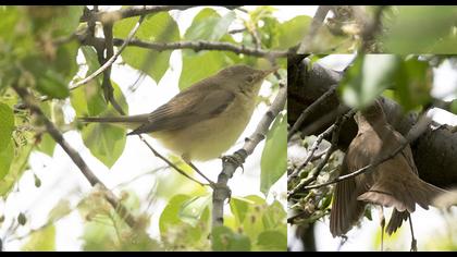Çalı kamışçını