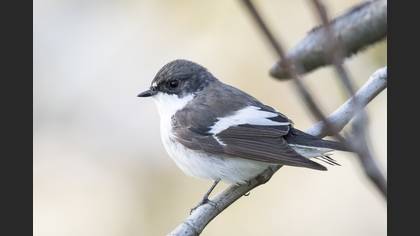 European Pied Flycatcher