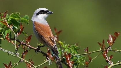Kızılsırtlı örümcekkuşu
