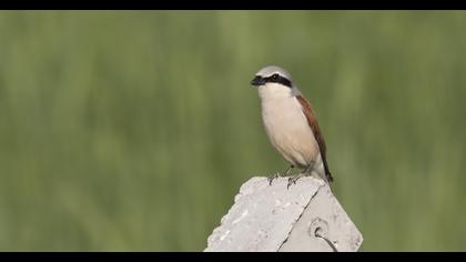 Kızılsırtlı örümcekkuşu