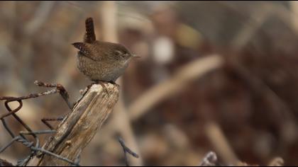 Eurasian Wren
