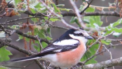 Maskeli örümcekkuşu