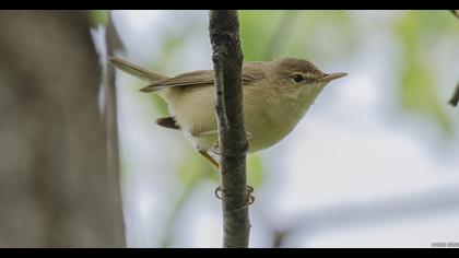 Çalı kamışçını