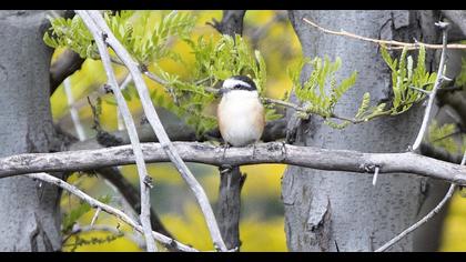 Maskeli örümcekkuşu