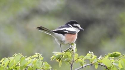 Maskeli örümcekkuşu