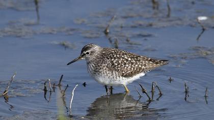 Orman düdükçünü