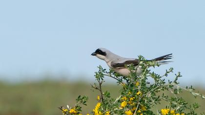 Karaalınlı örümcekkuşu