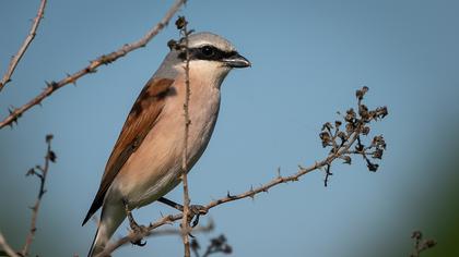 Kızılsırtlı örümcekkuşu