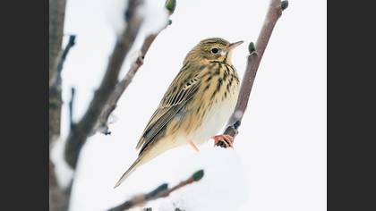 Tree Pipit