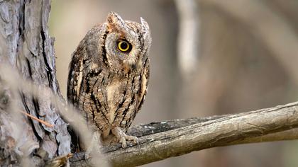 Eurasian Scops Owl