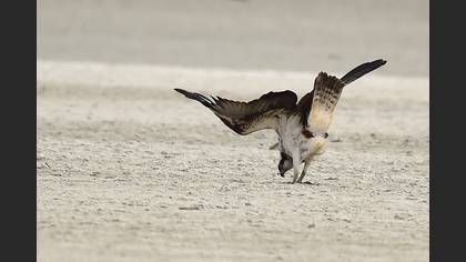 Osprey